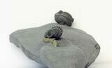 Double Eldredgeops Trilobite - Preserved Color Patterns! #26436-6